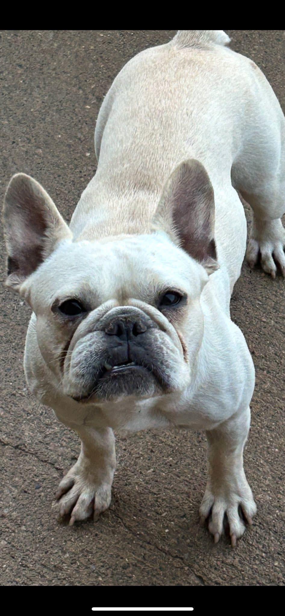 Enlarge Midge, a Adopted French Bulldog in Peebles, OH image 6/6