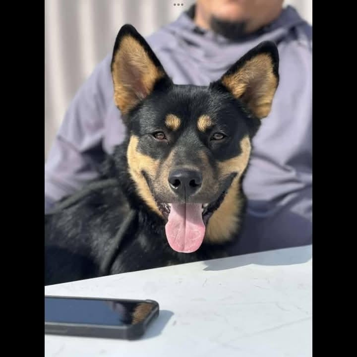 Harold, an adoptable Shepherd, Shiba Inu in Sioux City, IA, 51103 | Photo Image 4