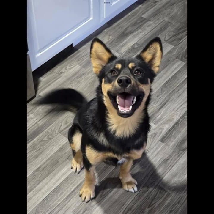 Harold, an adoptable Shepherd, Shiba Inu in Sioux City, IA, 51103 | Photo Image 2