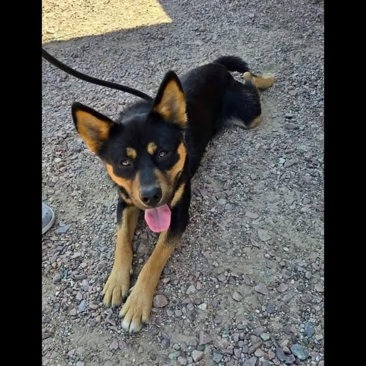 Harold, an adoptable Shepherd, Shiba Inu in Sioux City, IA, 51103 | Photo Image 5