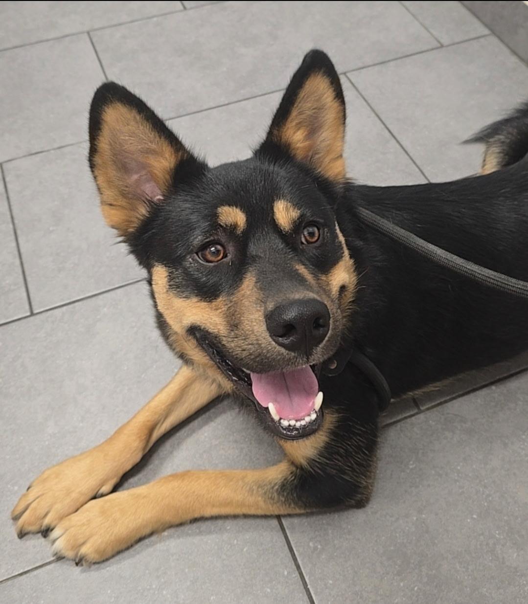 Harold, an adoptable Shepherd, Shiba Inu in Sioux City, IA, 51103 | Photo Image 1