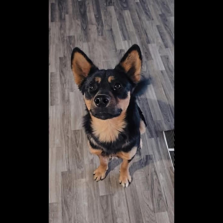 Harold, an adoptable Shepherd, Shiba Inu in Sioux City, IA, 51103 | Photo Image 6