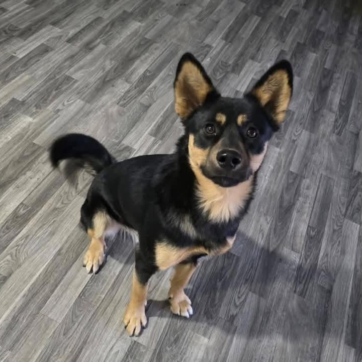 Harold, an adoptable Shepherd, Shiba Inu in Sioux City, IA, 51103 | Photo Image 3
