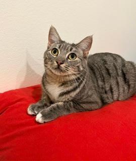 Olympic, Adoptable, Kitten Female Domestic Short Hair.