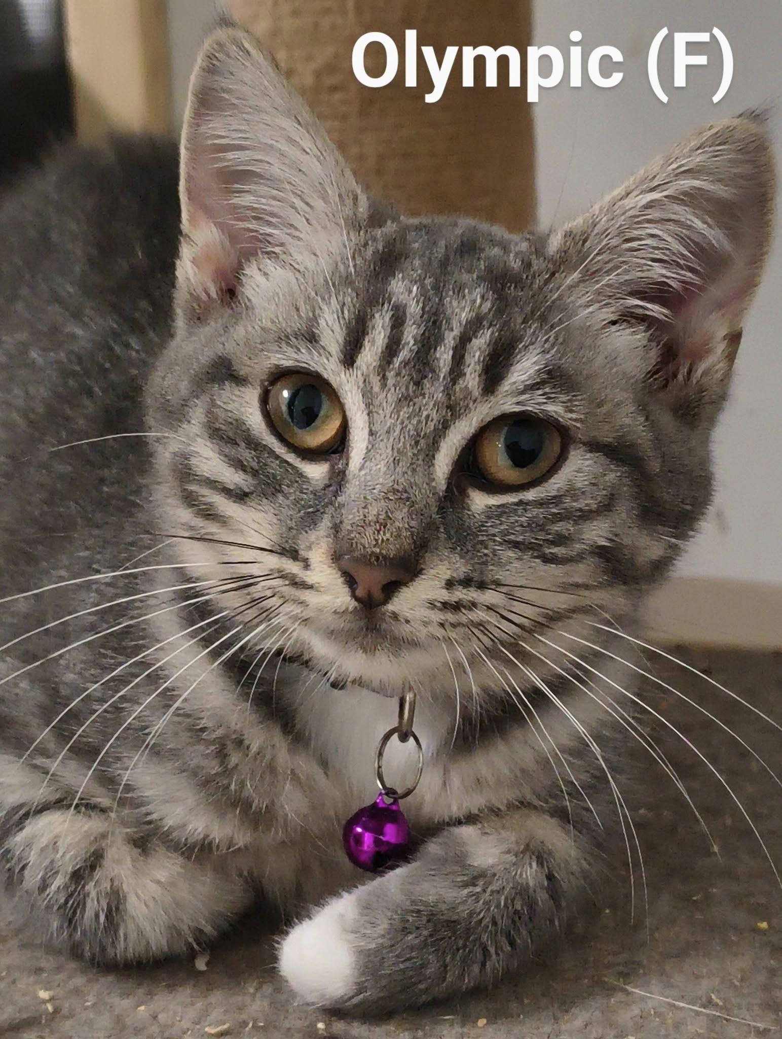 Enlarge Olympic, a Adoptable Domestic Short Hair in Saugerties, NY image 3/3