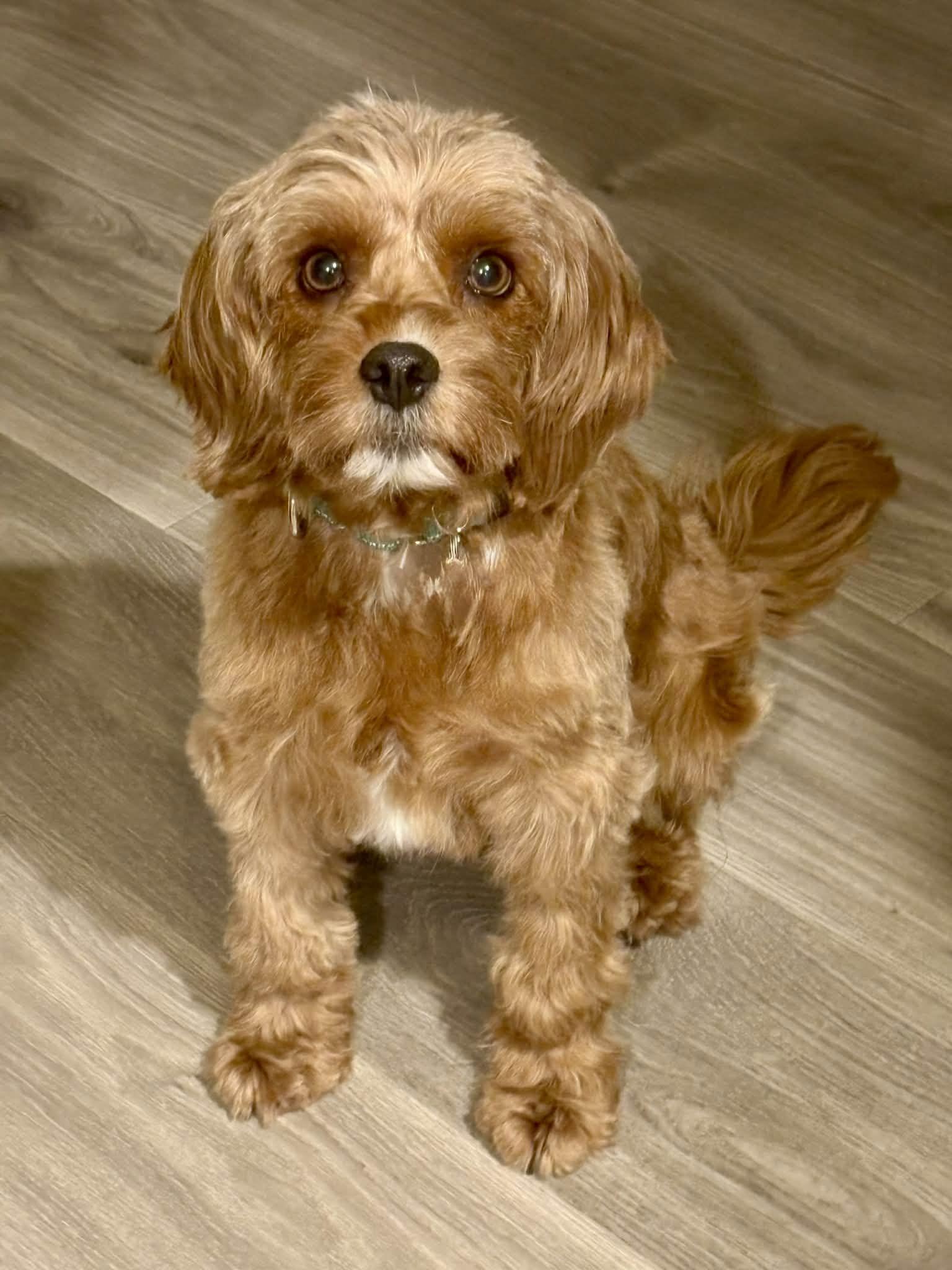 Molly, Adopted, Adult Female Cavalier King Charles Spaniel & Poodle.