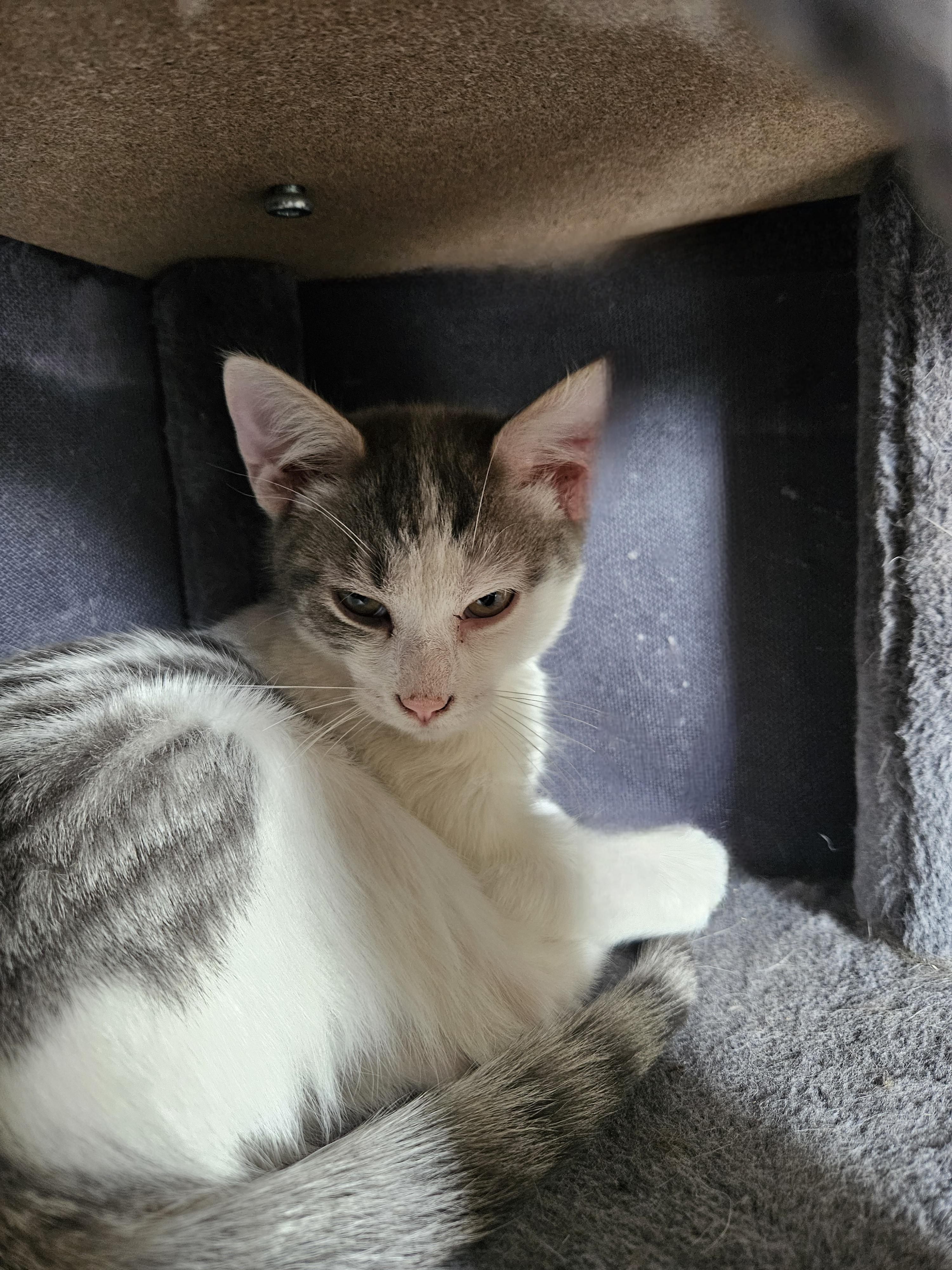 CAT SAJAK, Young Male Domestic Short Hair