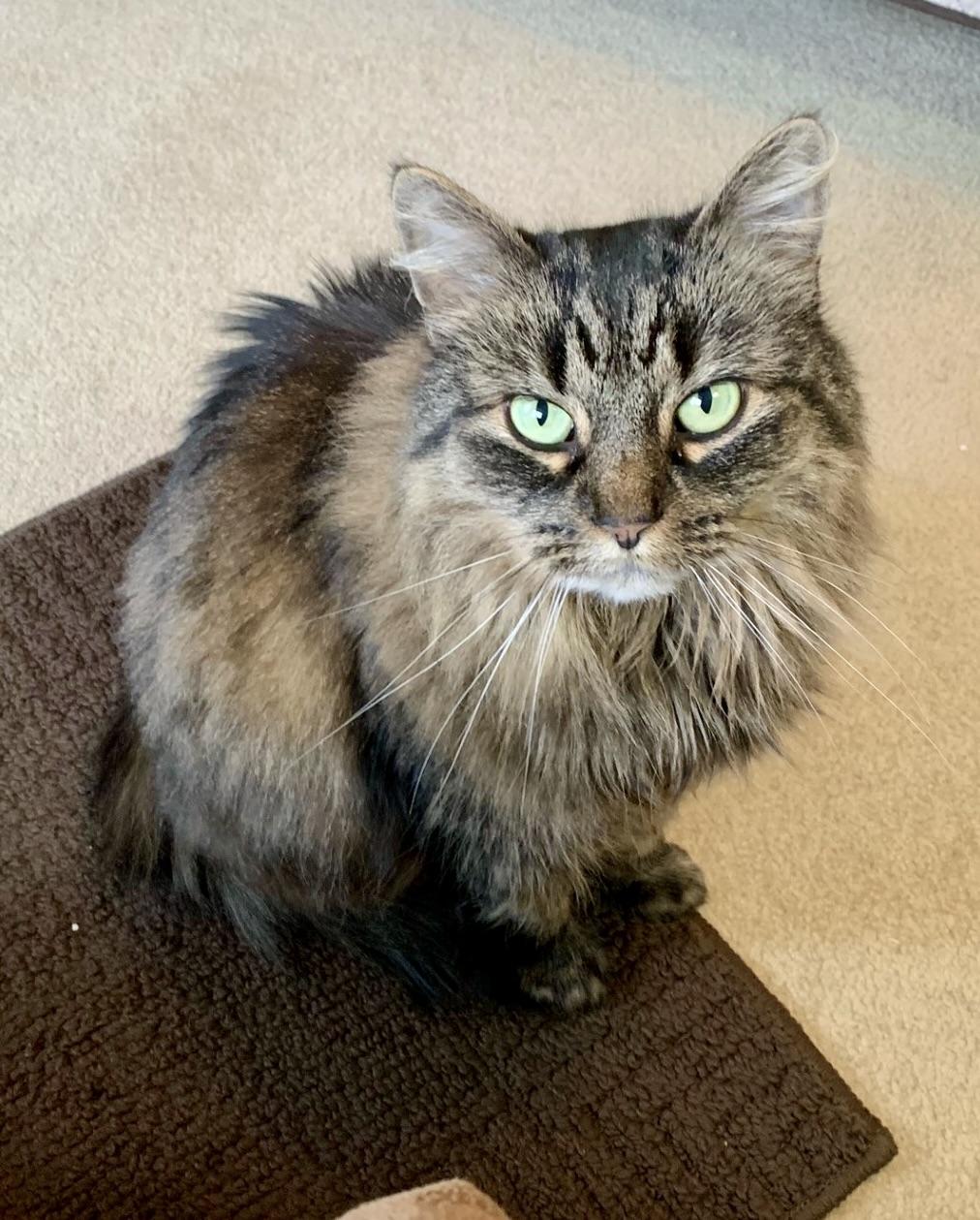 Katy, adoptable, Adult Female Domestic Medium Hair.