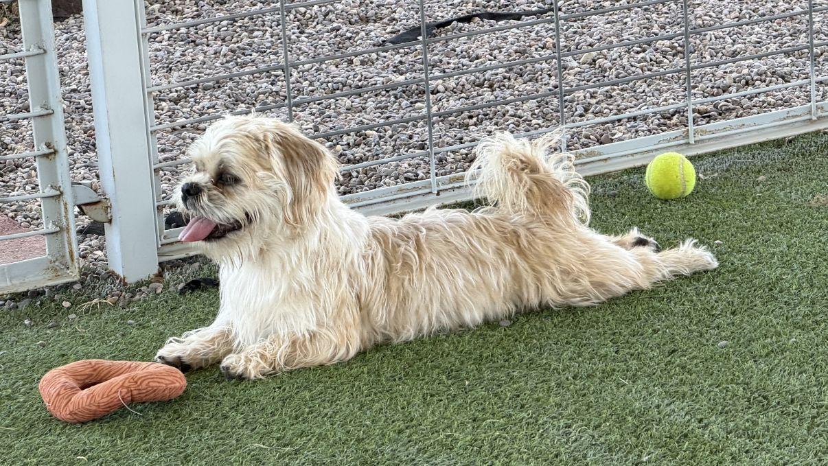 Enlarge Stadler and Solo, a Adoptable mixed breed in El Paso, TX image 4/6