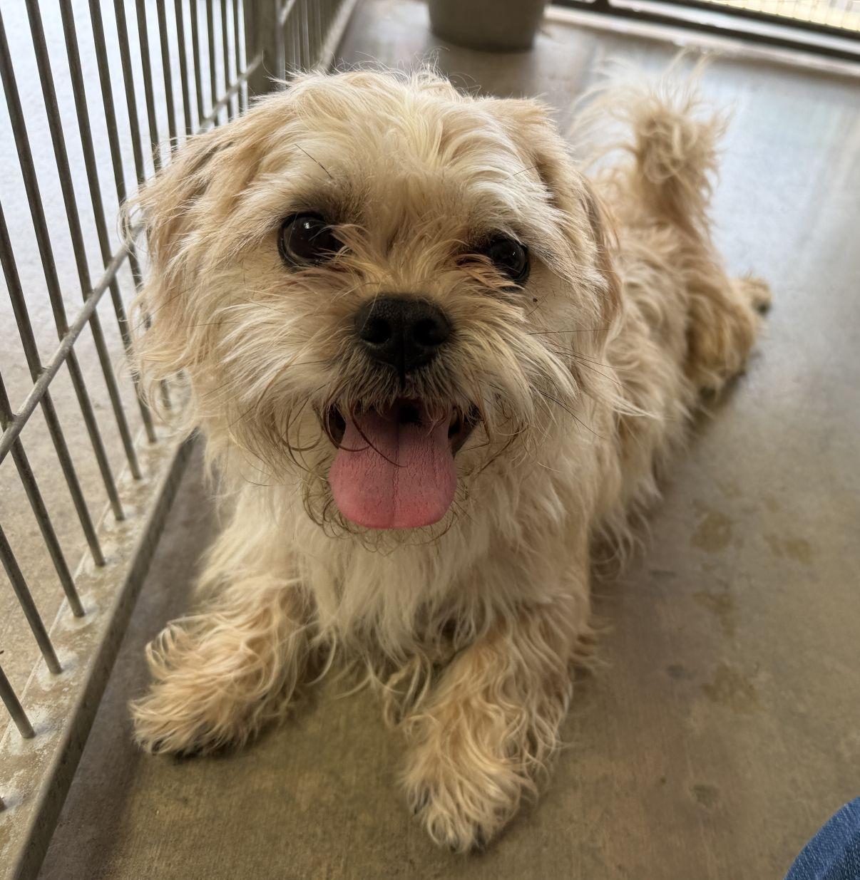 Enlarge Stadler and Solo, a Adoptable mixed breed in El Paso, TX image 6/6