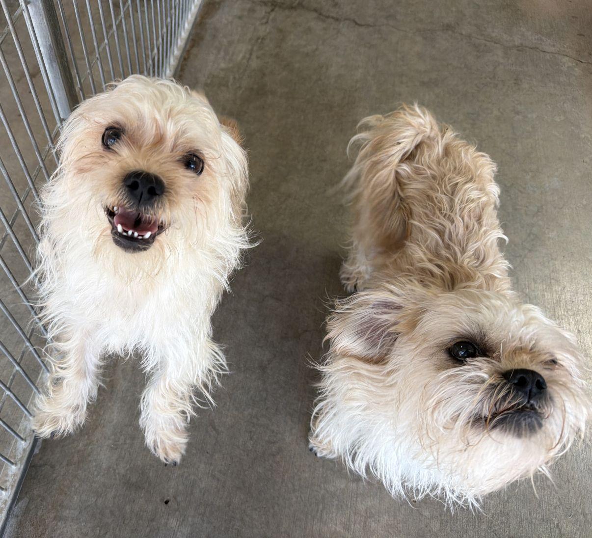 Enlarge Stadler and Solo, a Adoptable mixed breed in El Paso, TX image 2/6