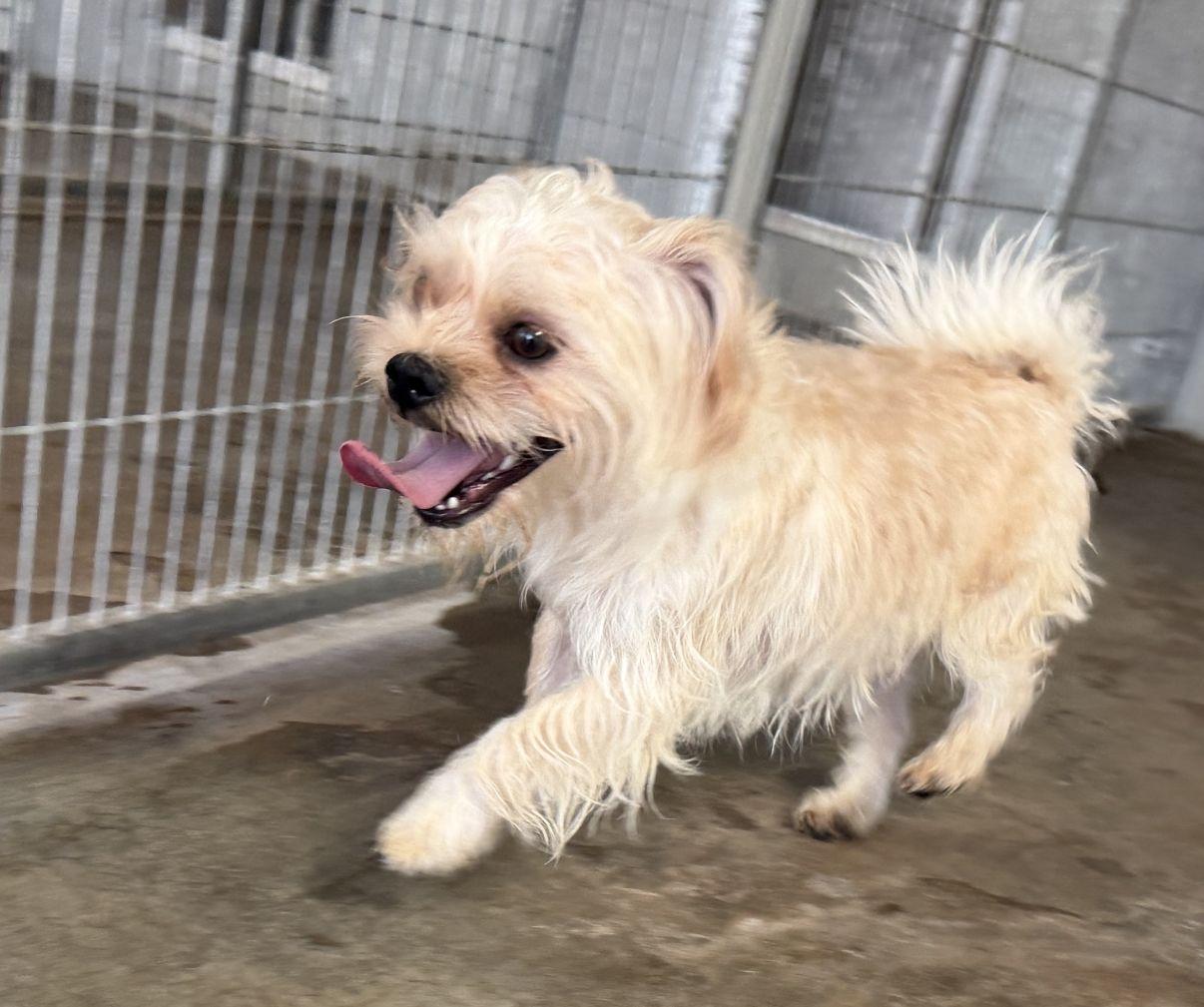 Enlarge Stadler and Solo, a Adoptable mixed breed in El Paso, TX image 5/6