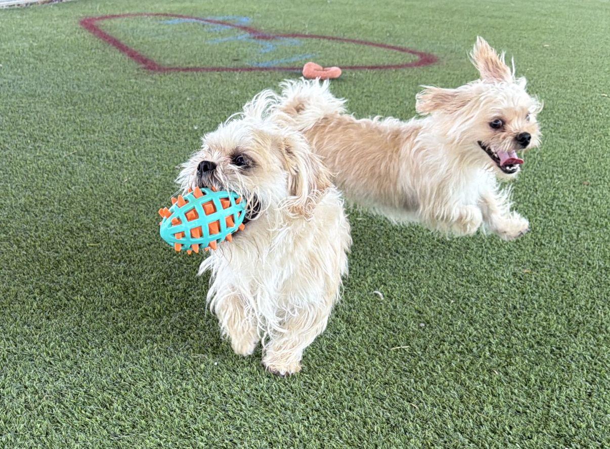 Enlarge Stadler and Solo, a Adoptable mixed breed in El Paso, TX image 1/6