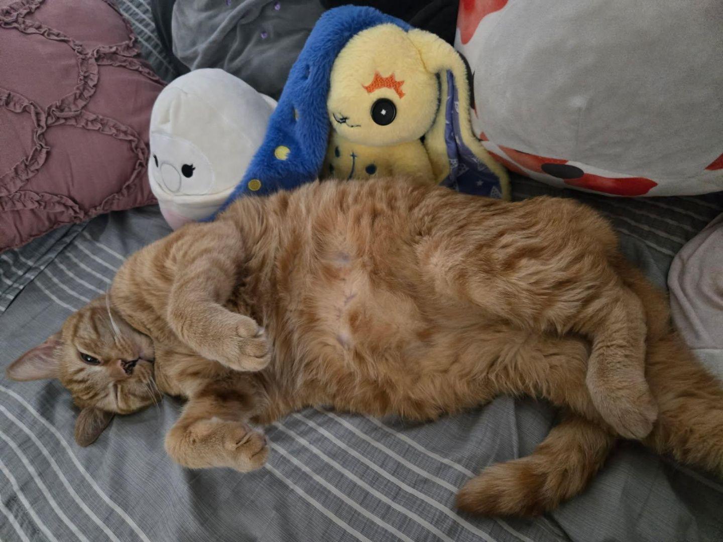 Sergeant , adopted, Adult Male Tabby.