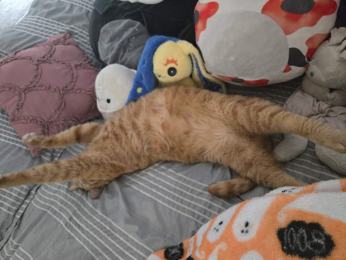 Sergeant , an adopted Tabby in Phoenix, AZ image 2/6