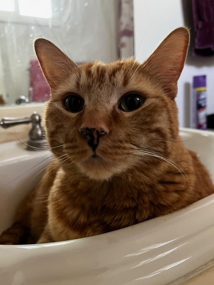Sergeant , an adopted Tabby in Phoenix, AZ image 3/6