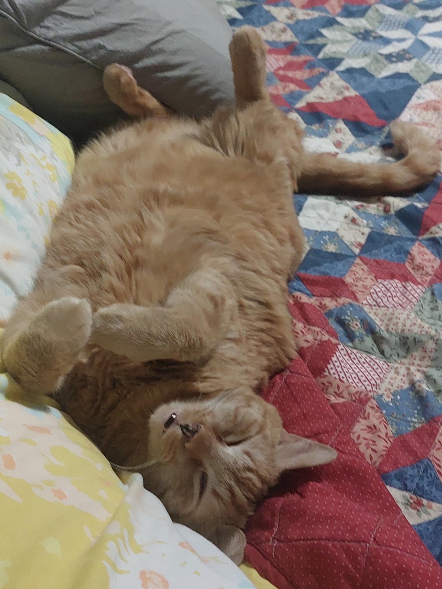 Sergeant , an adopted Tabby in Phoenix, AZ image 6/6