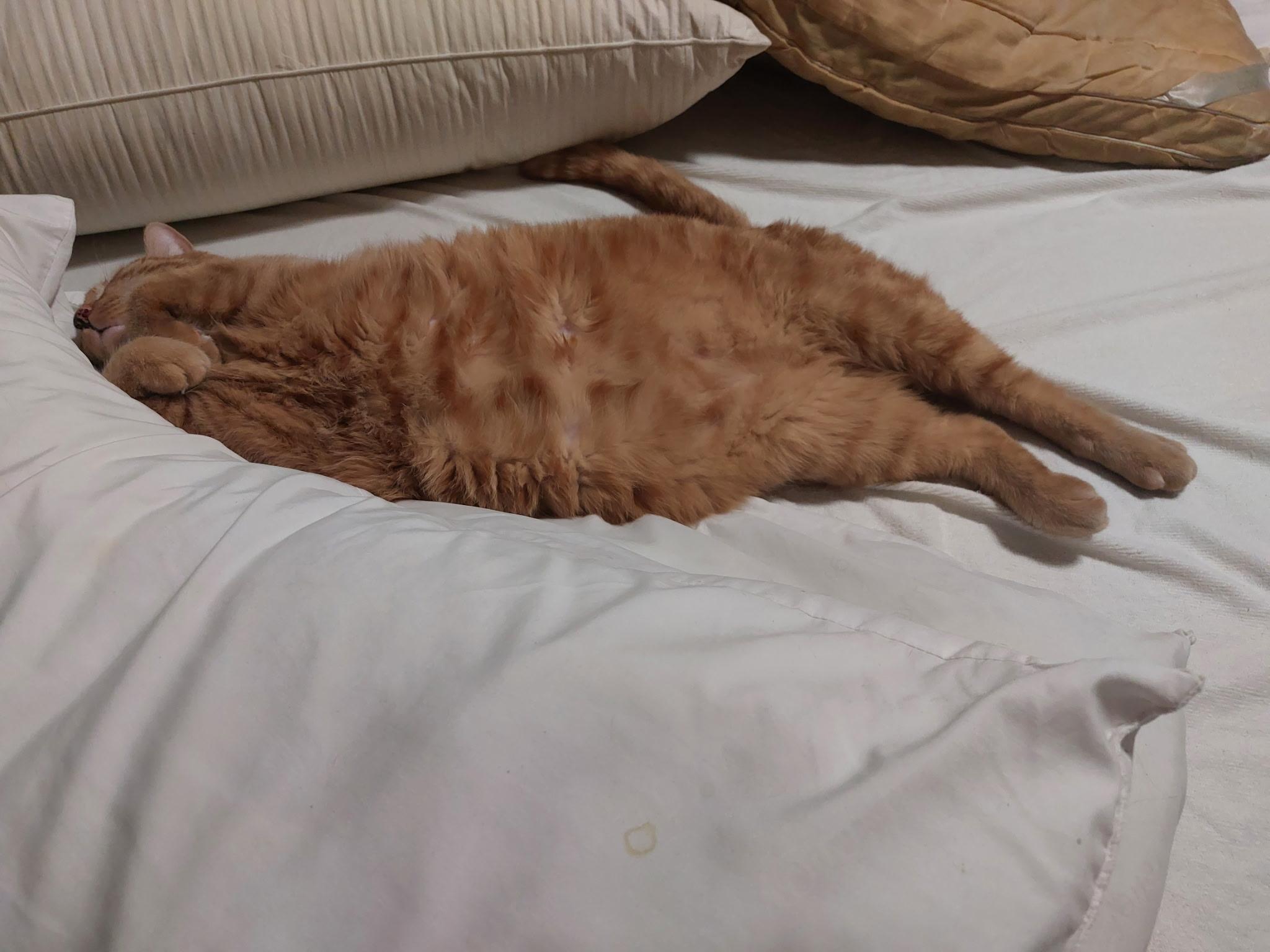 Sergeant , an adopted Tabby in Phoenix, AZ image 4/6