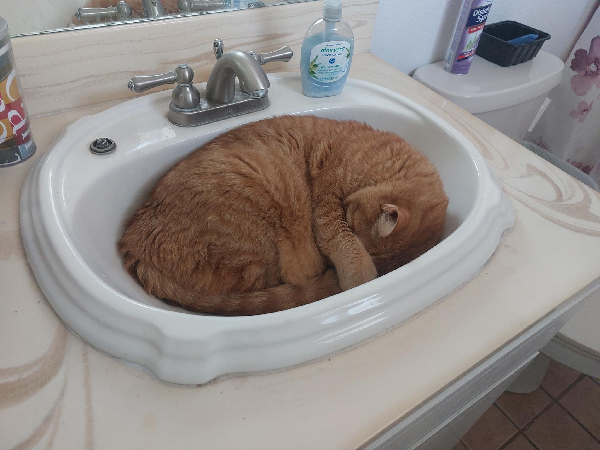 Sergeant , an adopted Tabby in Phoenix, AZ image 5/6
