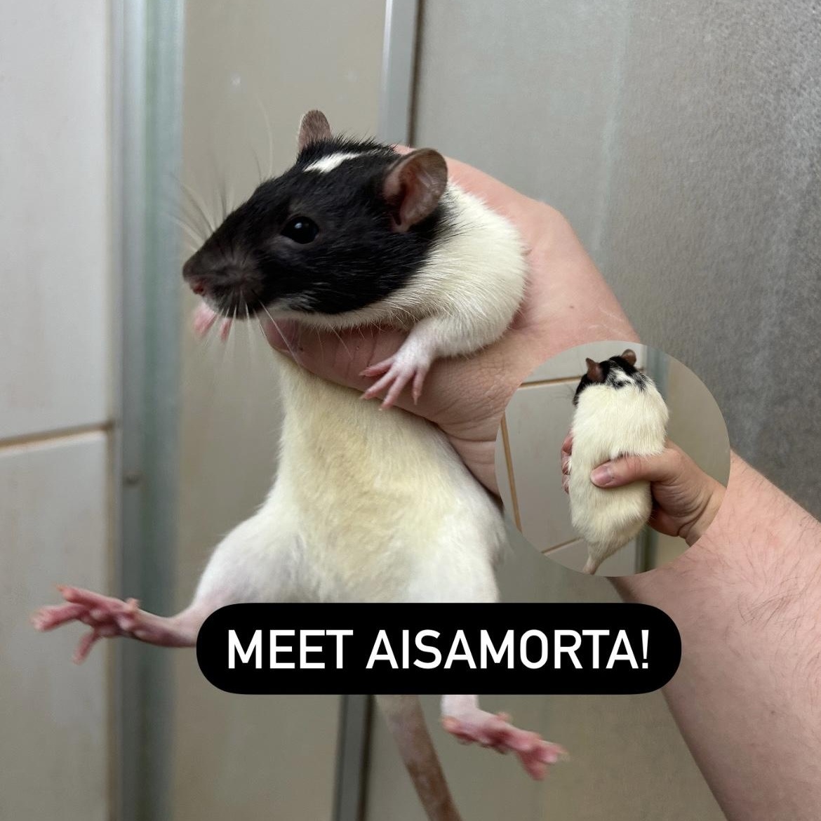 Aisamorta & Aiglamene, Adult Female Rat