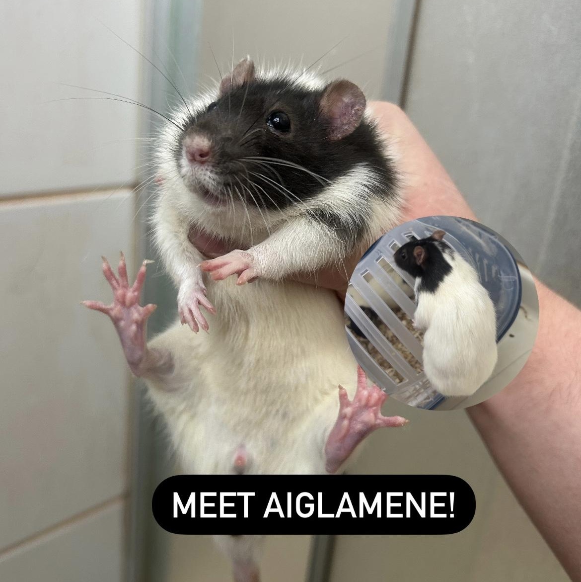 Aisamorta & Aiglamene photo 2