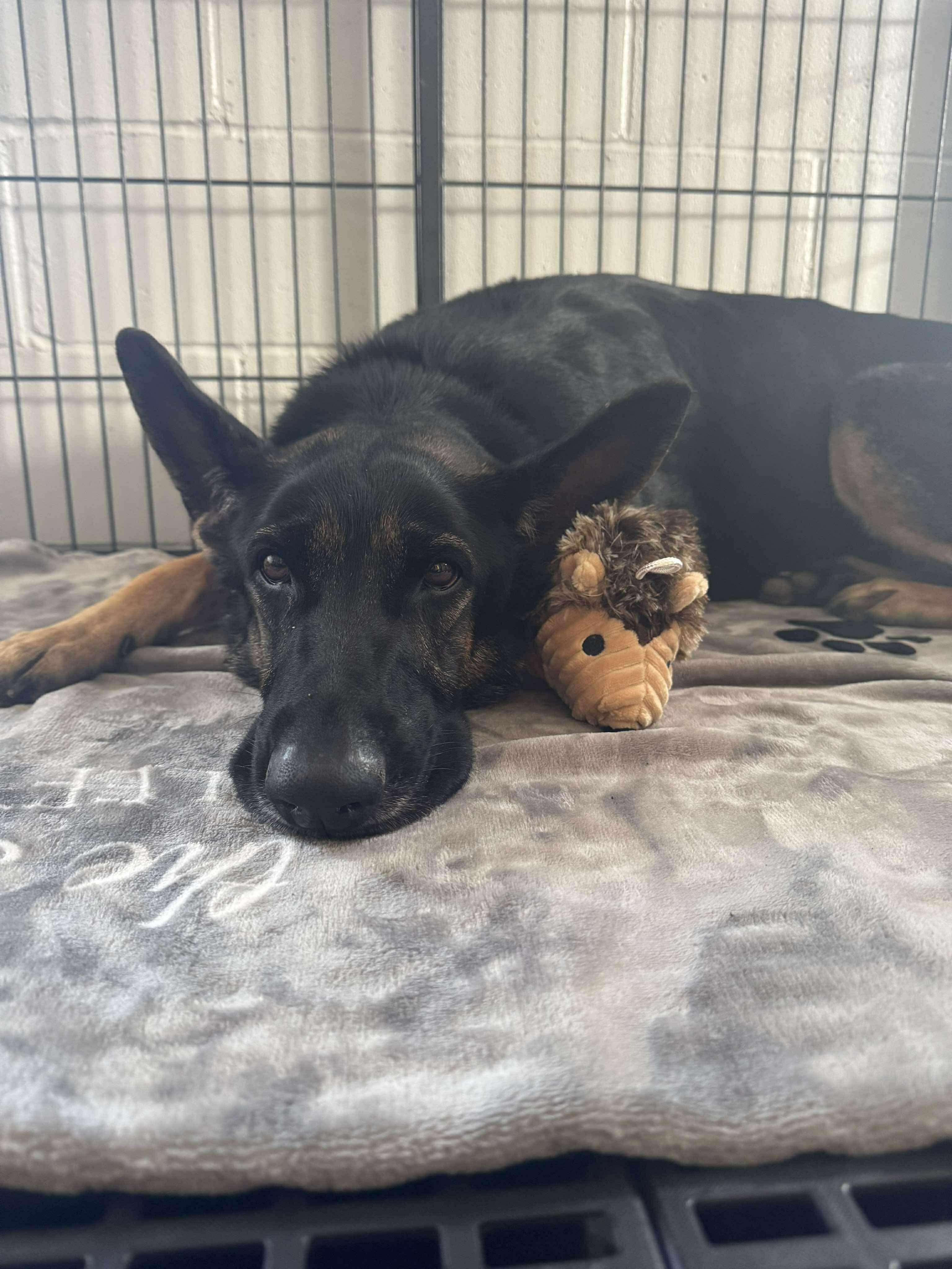 Maxine, a Adopted German Shepherd Dog in Tuscola, IL image 1/4