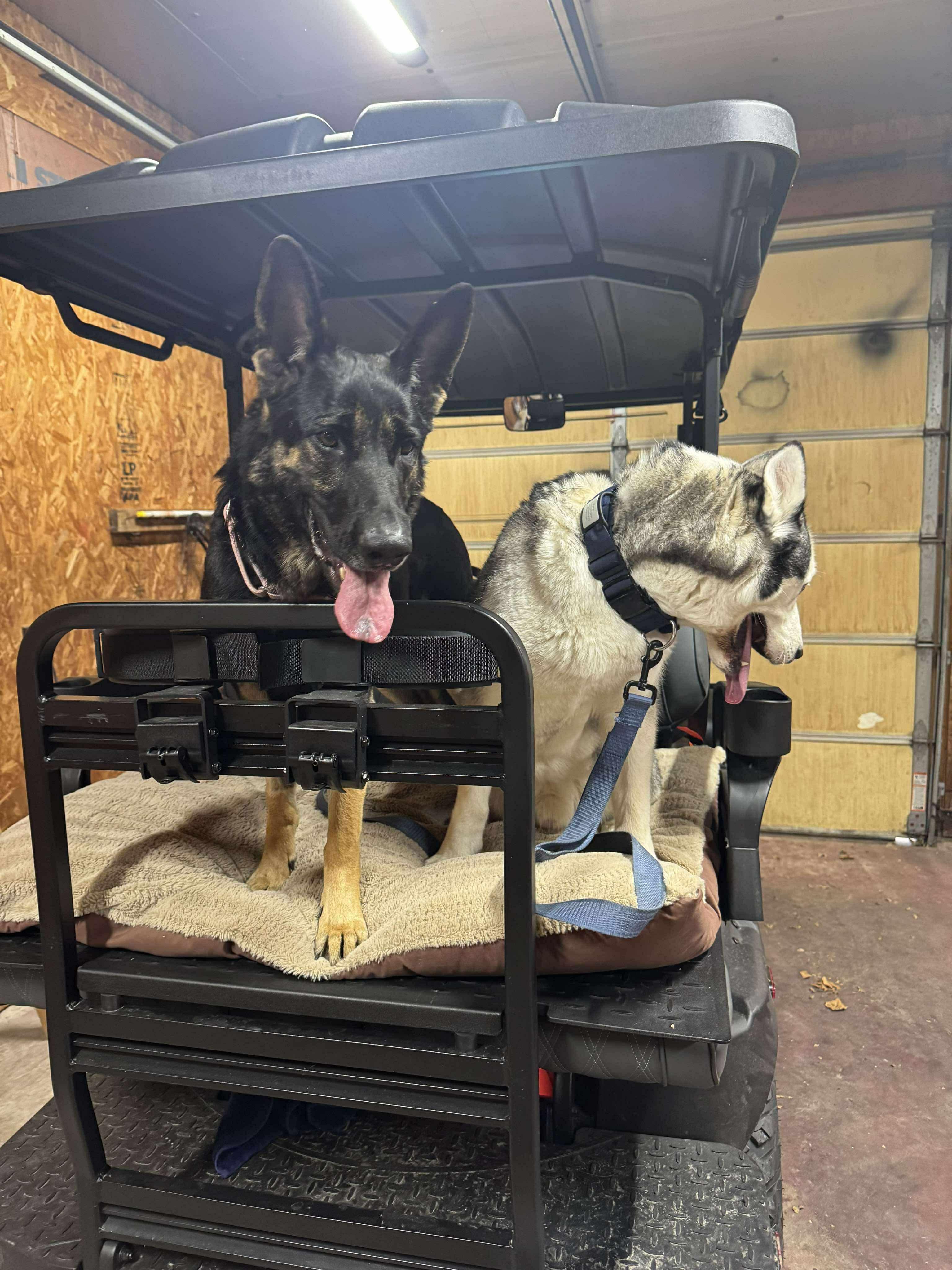 Maxine, a Adopted German Shepherd Dog in Tuscola, IL image 2/4