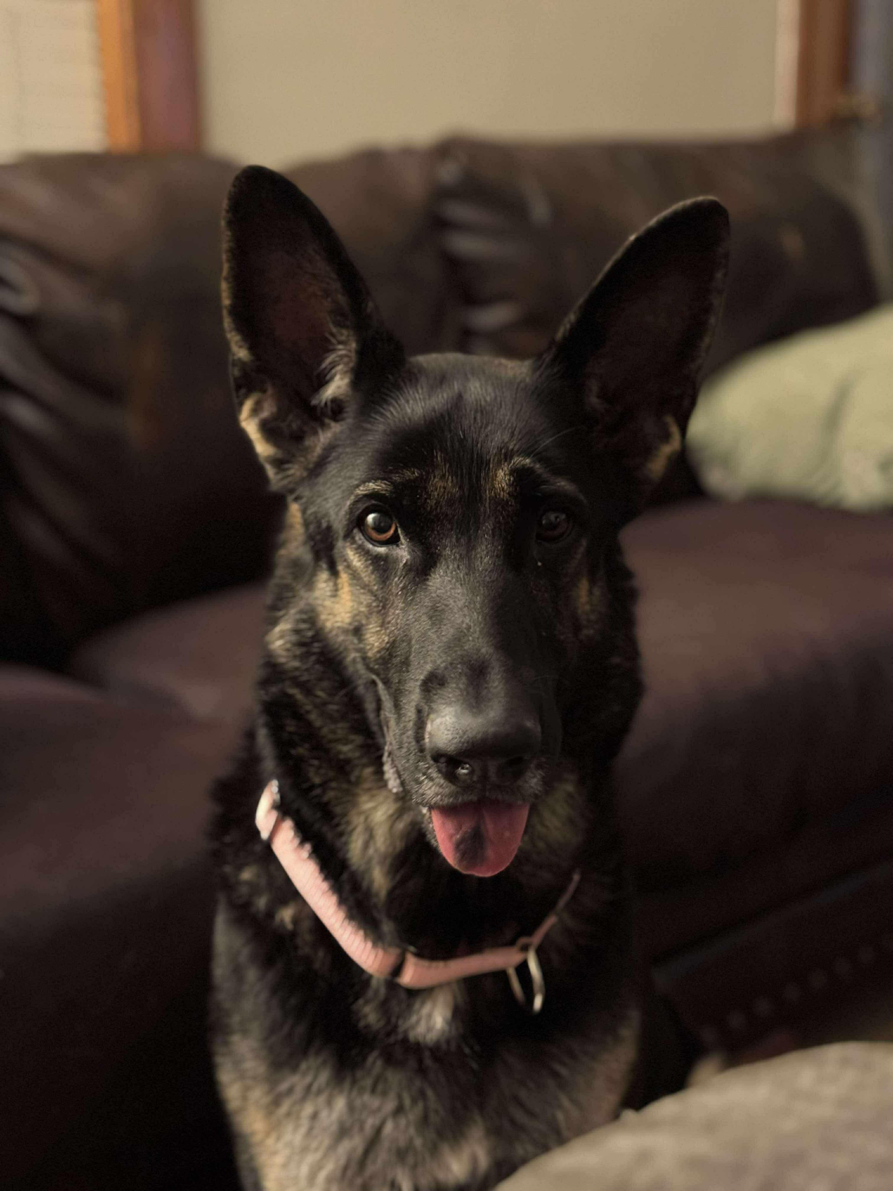 Maxine, a Adopted German Shepherd Dog in Tuscola, IL image 3/4