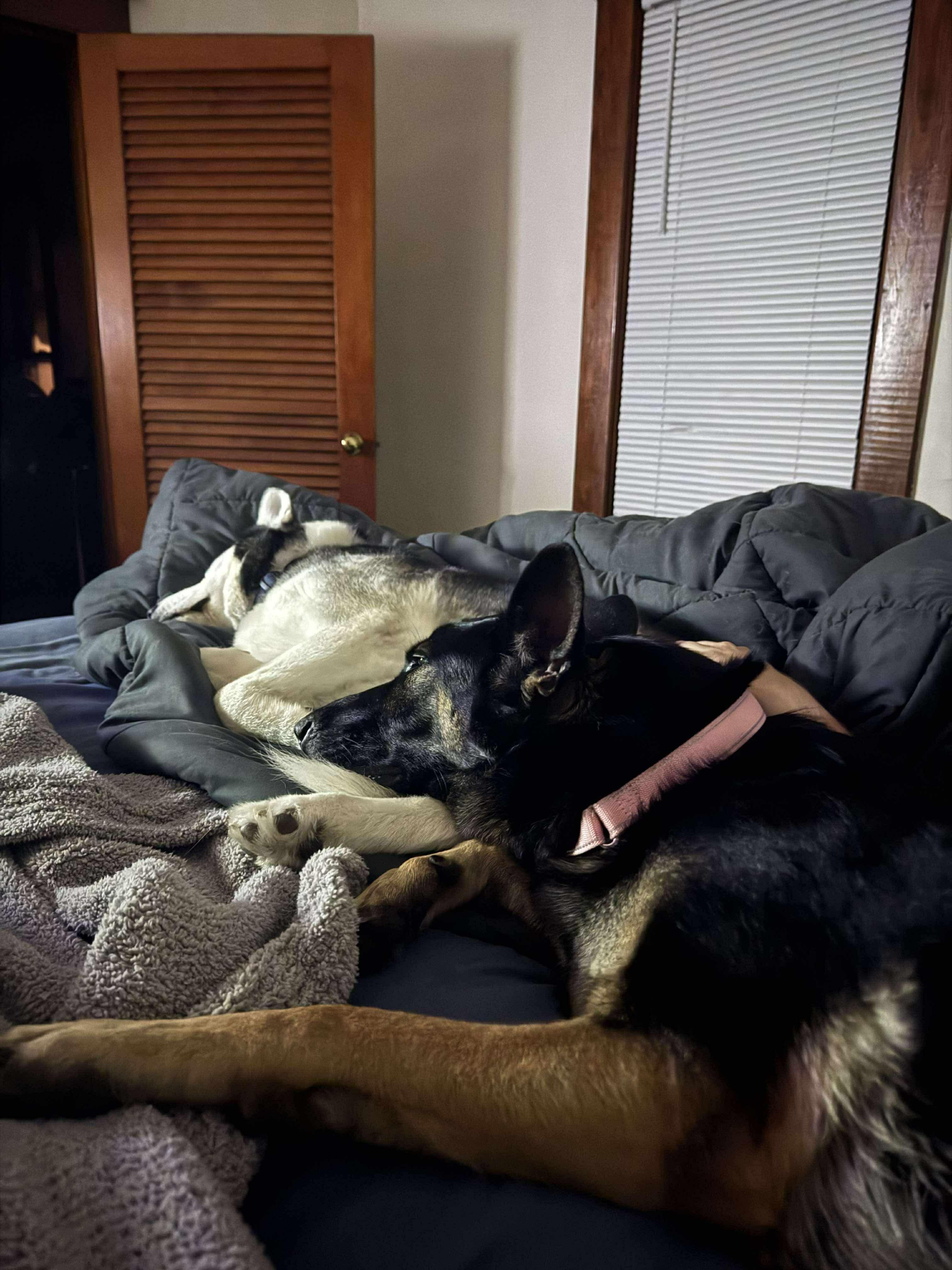 Maxine, a Adopted German Shepherd Dog in Tuscola, IL image 4/4