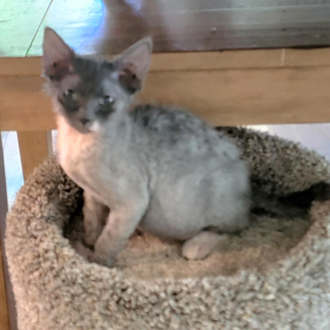 Blue Moon Adopted 6.13.26, a ADOPTABLE mixed breed in Wyandotte, MI image 4/5