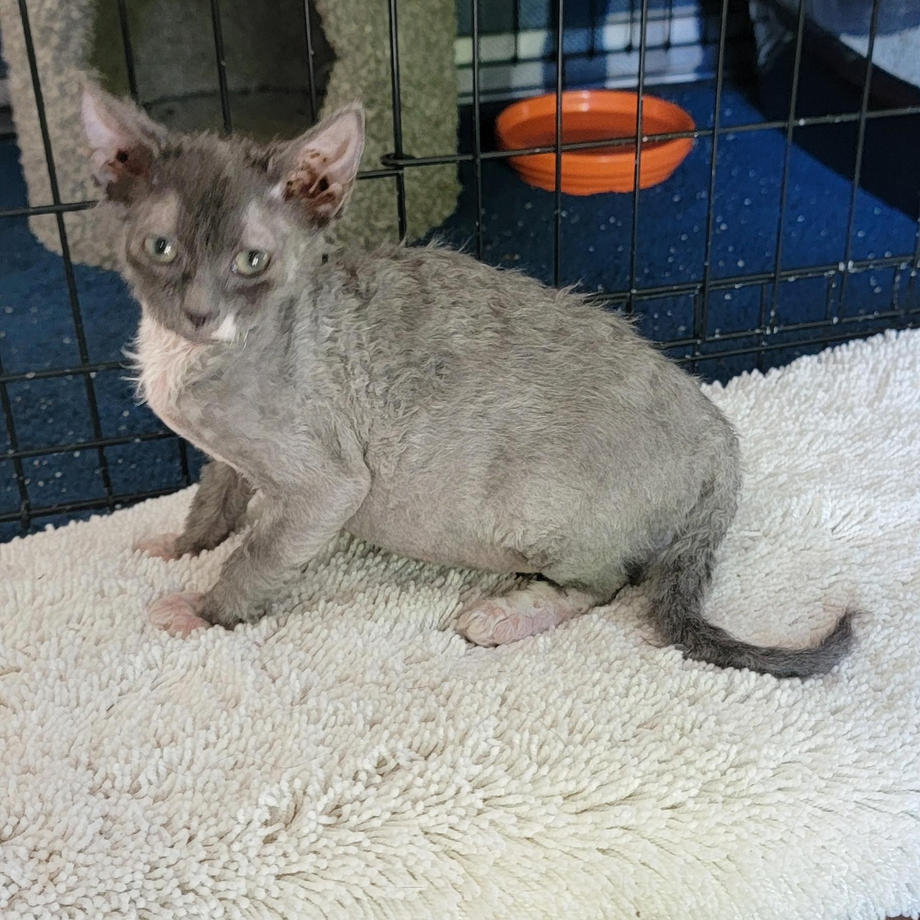Blue Moon Adopted 6.13.26, a ADOPTABLE mixed breed in Wyandotte, MI image 5/5