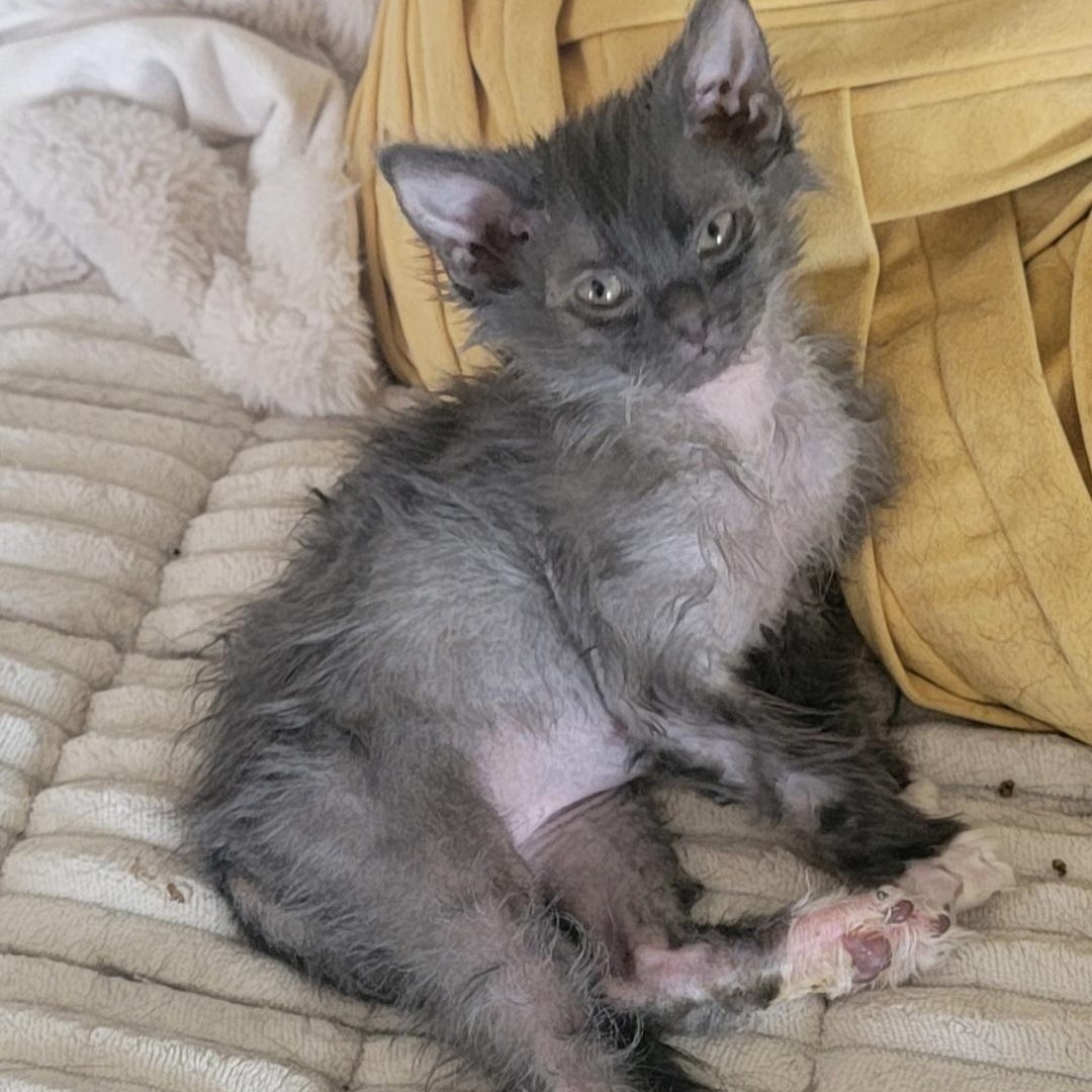 Blue Moon Adopted 6.13.26, ADOPTABLE, Kitten Female Lykoi & Domestic Medium Hair.