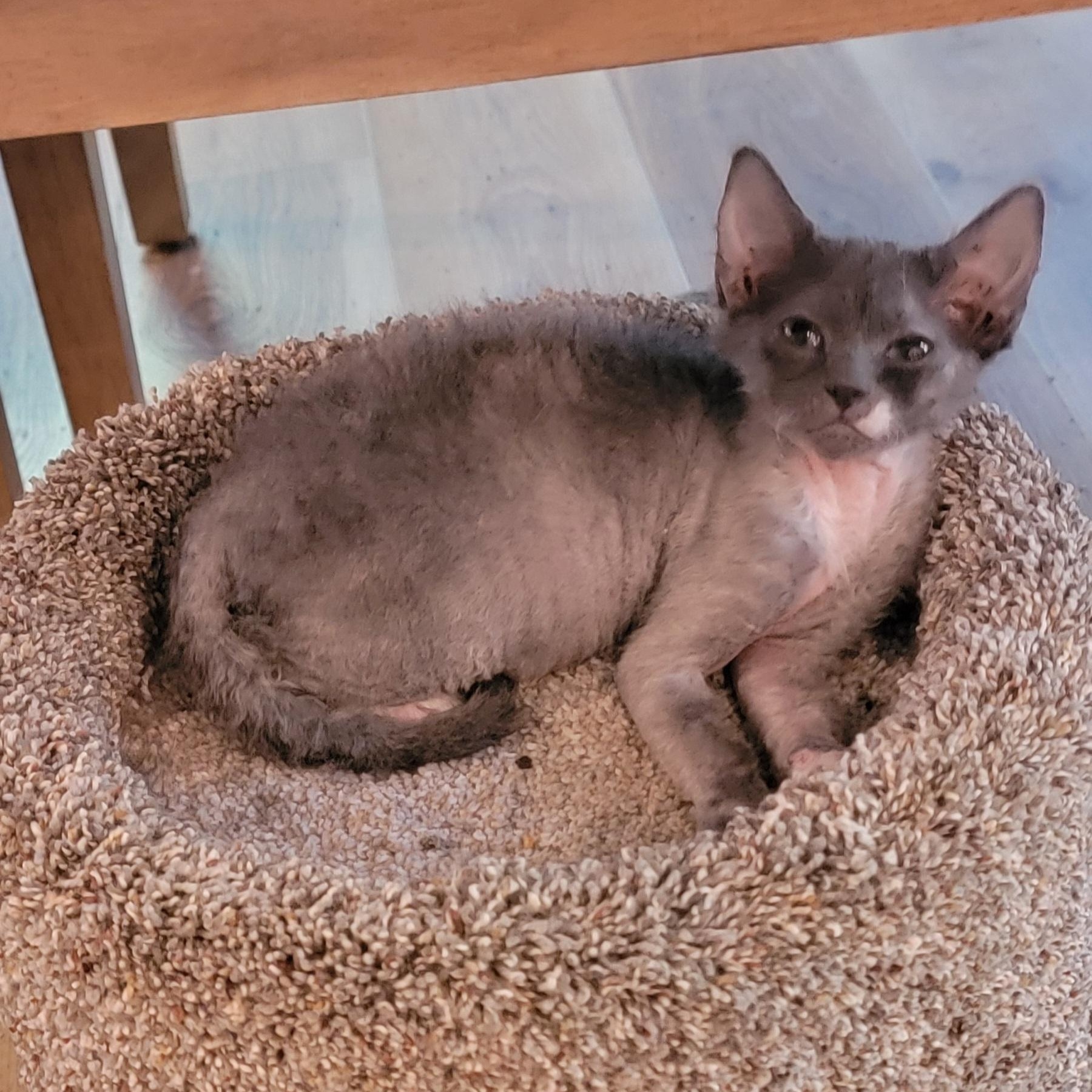 Blue Moon Adopted 6.13.26, a ADOPTABLE mixed breed in Wyandotte, MI image 2/5