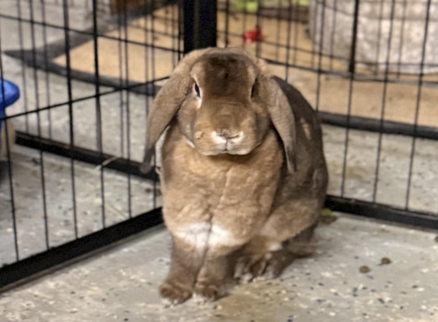 Enlarge Fluffy & Nibbles, a Adoptable Holland Lop in North salem, NY image 3/3