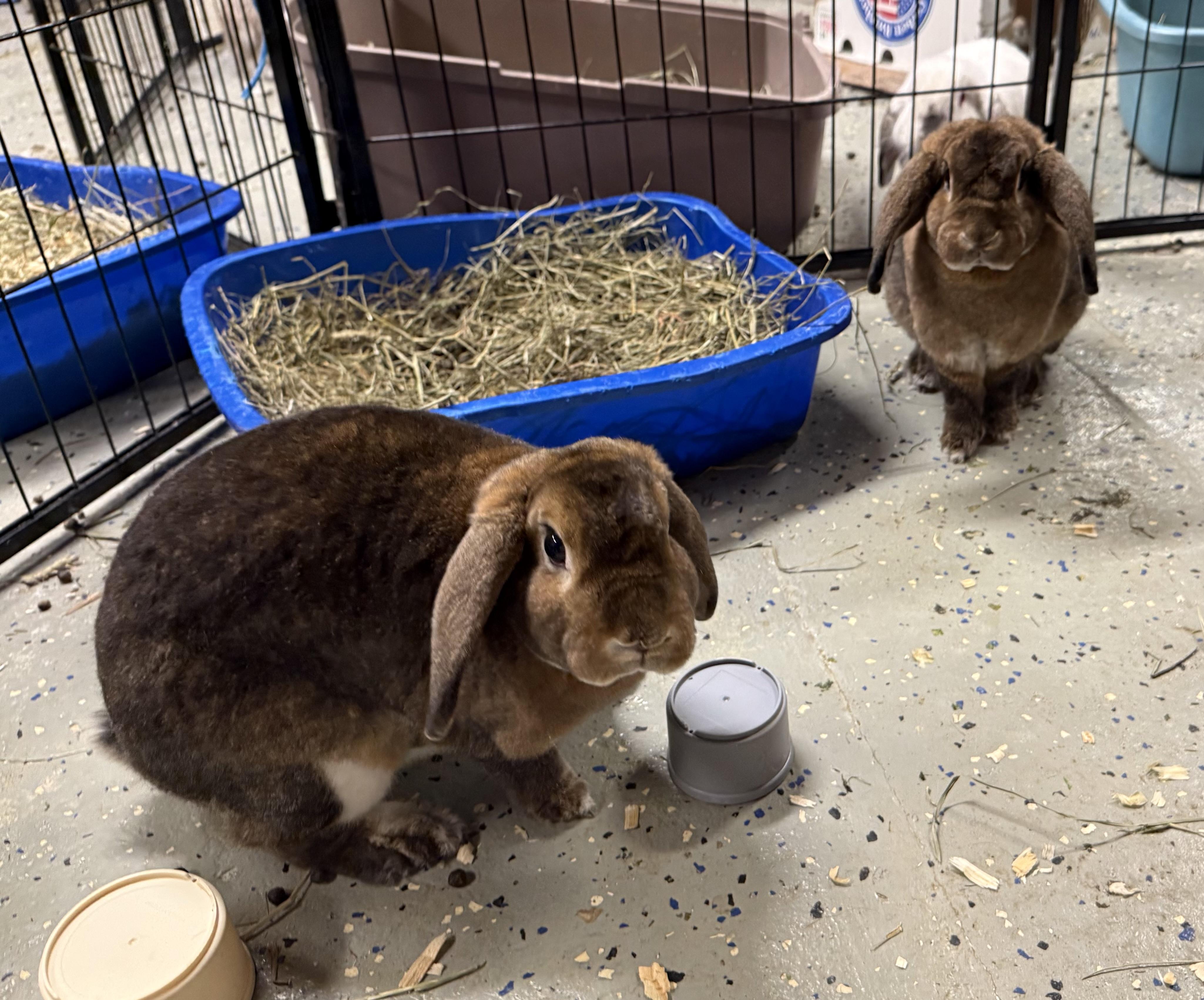 Enlarge Fluffy & Nibbles, a Adoptable Holland Lop in North salem, NY image 1/3