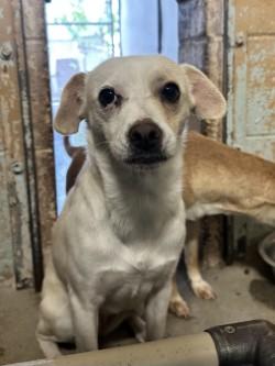 Tracy, Adoptable, Adult Female Terrier & Mixed Breed.