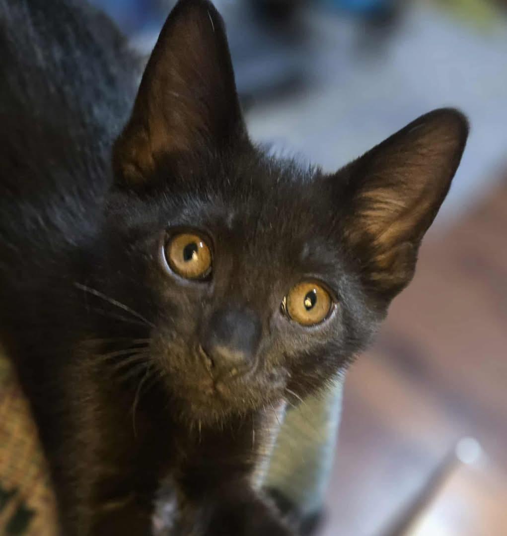 Toren (Nicole-fostered in New England) photo 2