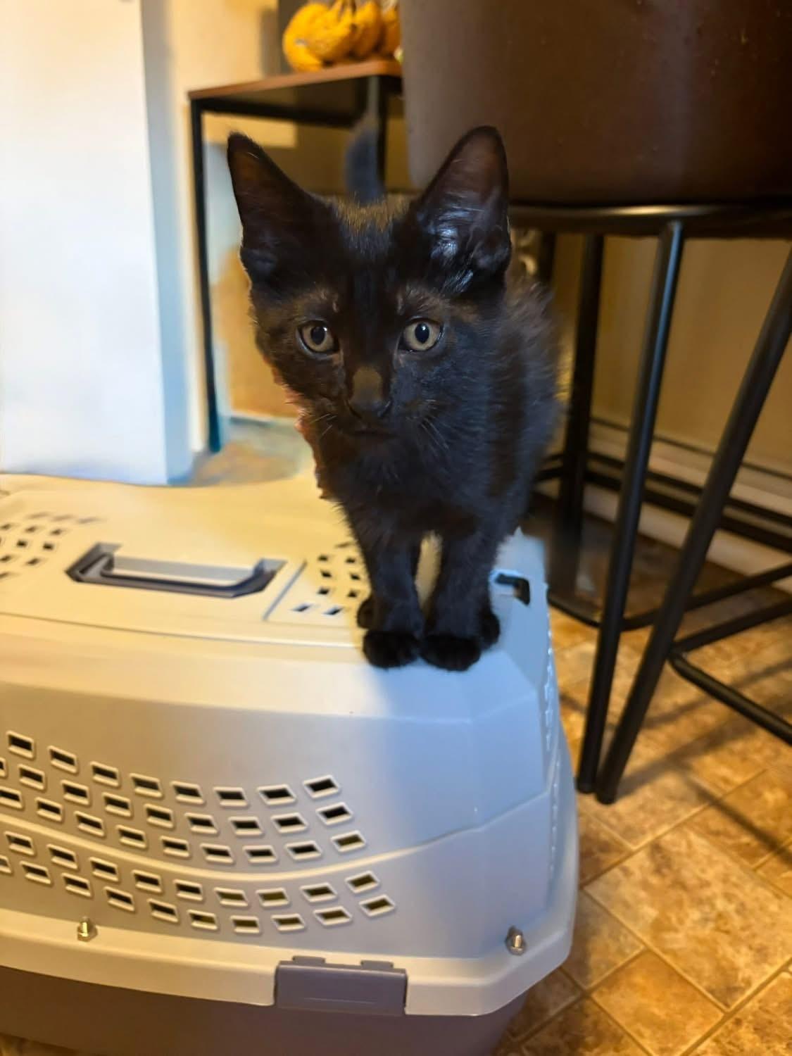 Toren (Nicole-fostered in New England) photo 6