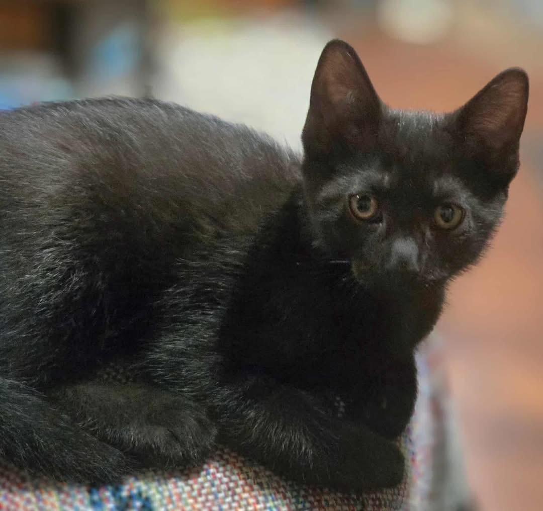 Toren (Nicole-fostered in New England) photo 3
