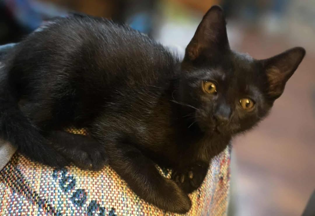 Toren (Nicole-fostered in New England) photo 4