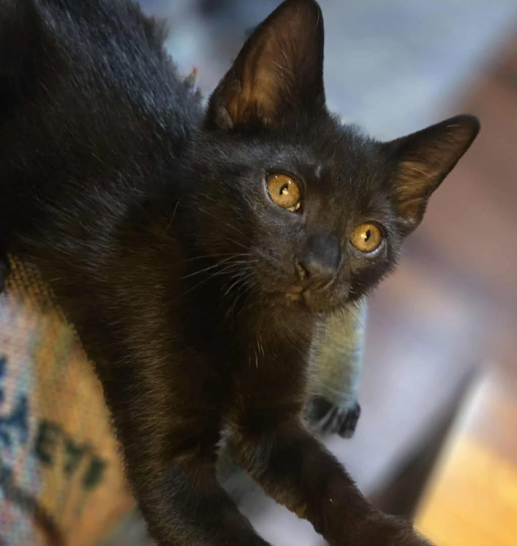 Toren (Nicole-fostered in New England)