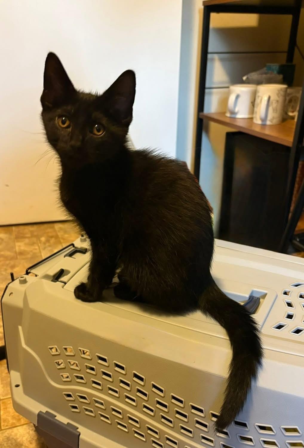 Toren (Nicole-fostered in New England) photo 5