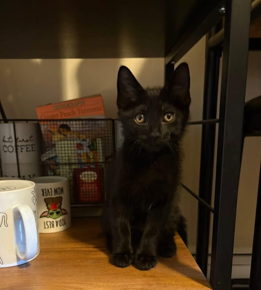 Toren (Nicole-fostered in New England), Baby Male unknown