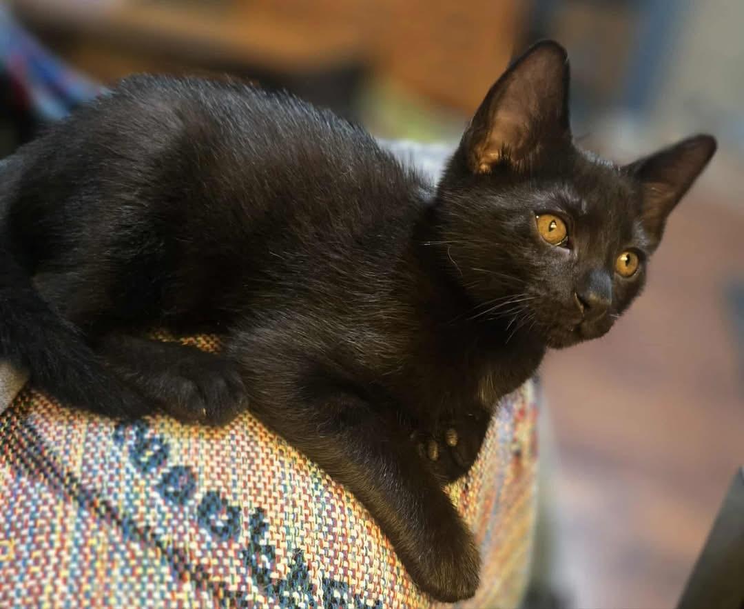 Toren (Nicole-fostered in New England) photo 5
