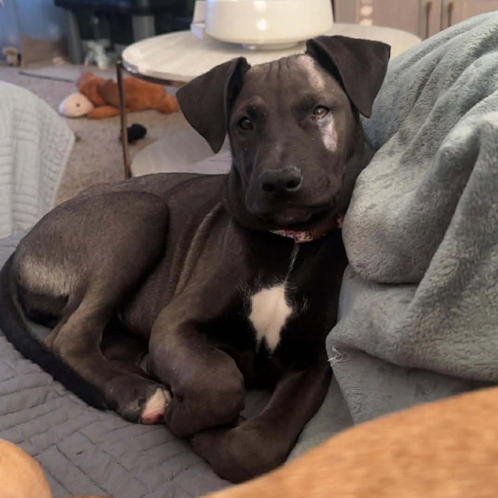 Celine, a Adoptable mixed breed in Overland Park, KS image 1/5