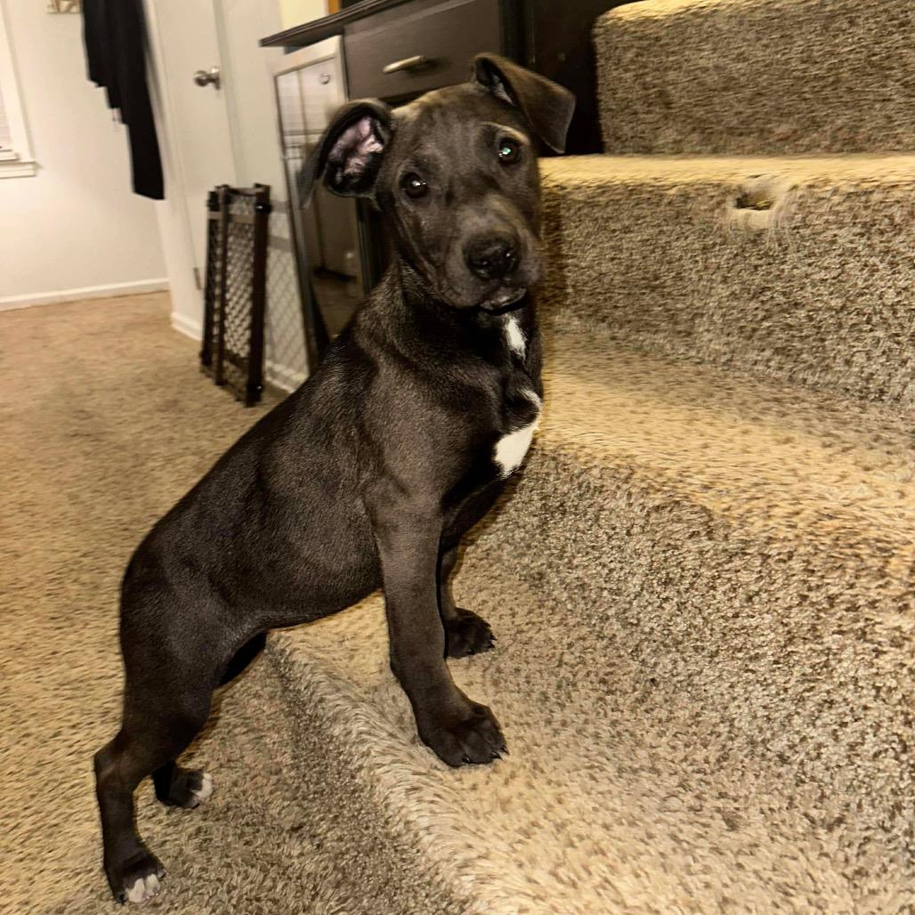 Celine, a Adoptable mixed breed in Overland Park, KS image 2/5