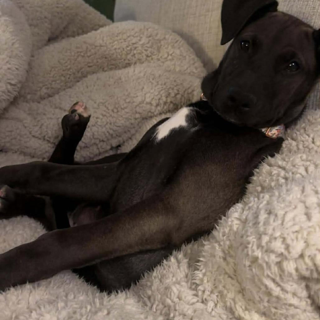 Celine, a Adoptable mixed breed in Overland Park, KS image 4/5