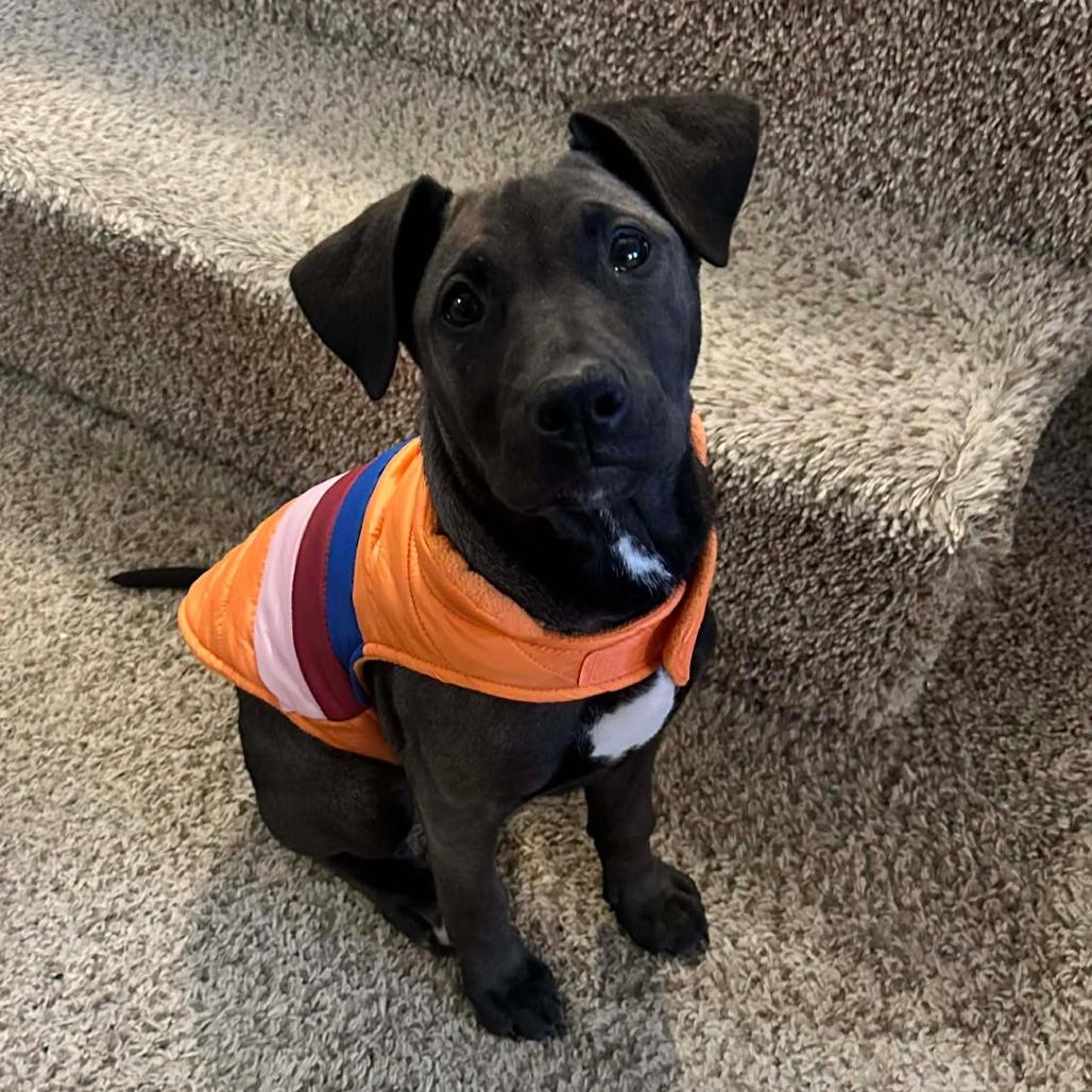 Celine, a Adoptable mixed breed in Overland Park, KS image 5/5