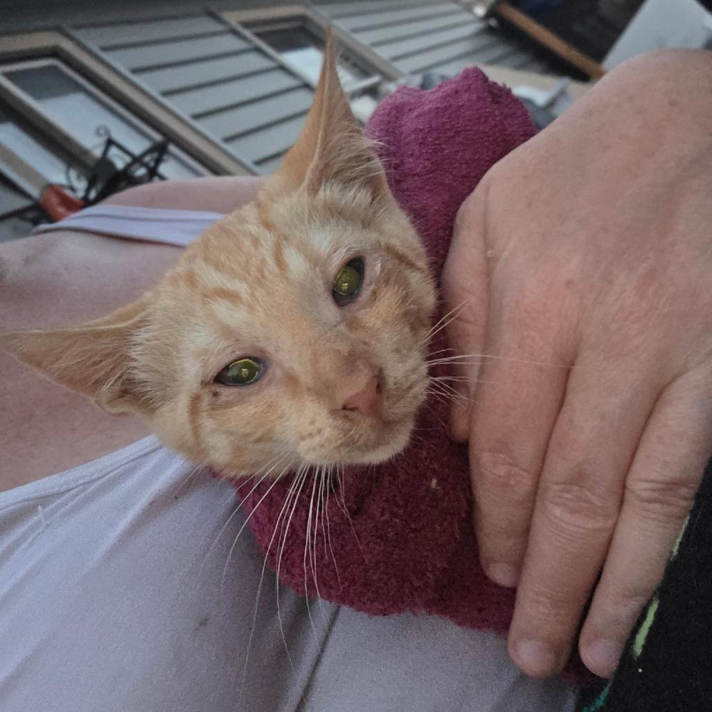 Pumpkin, Adoptable, Kitten Male Domestic Short Hair.