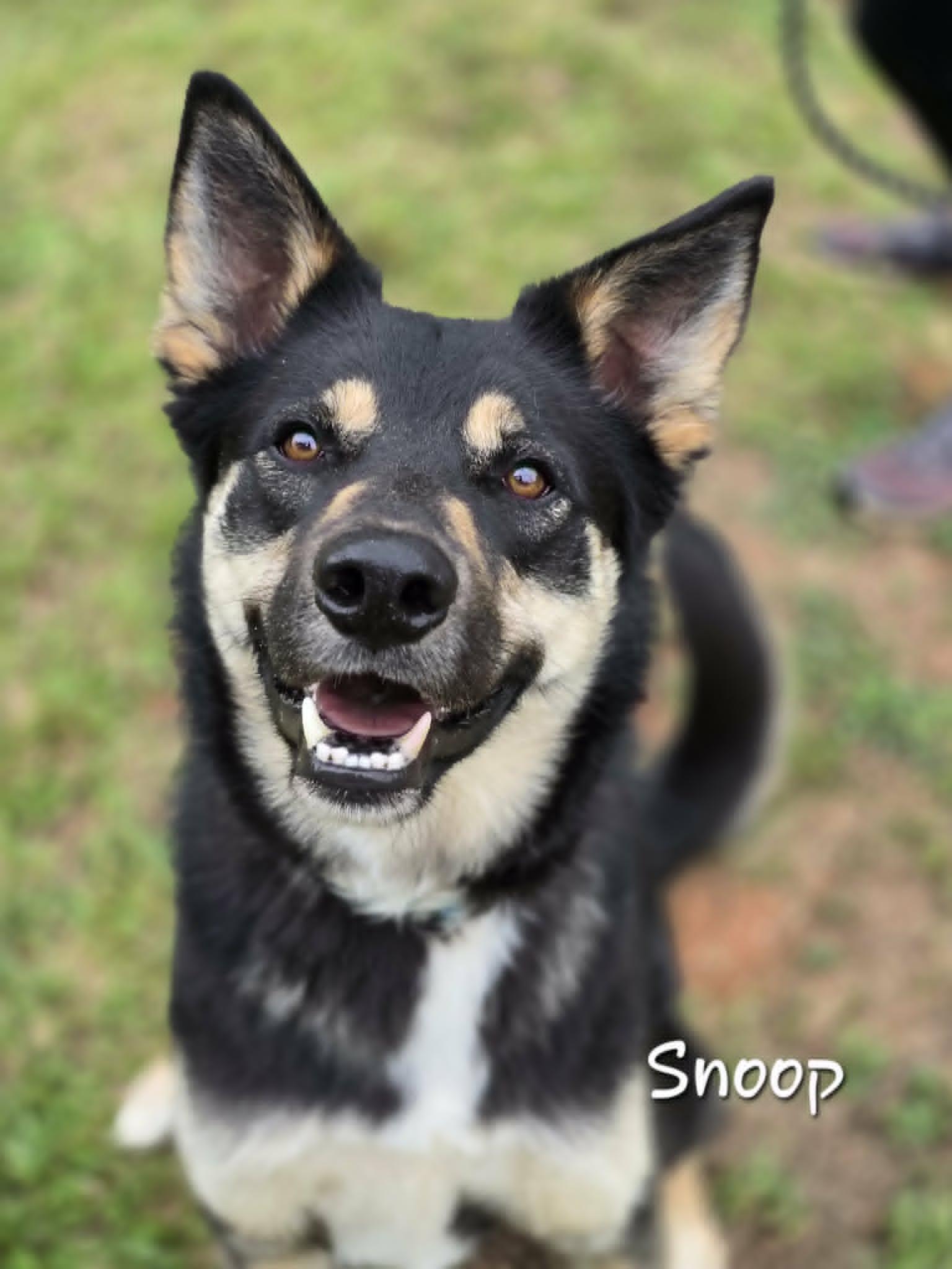 Snoop, a ADOPTABLE mixed breed in Bishop, GA image 1/6